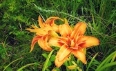 Enlarge photo 40