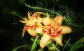 Enlarge photo 41