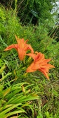Enlarge photo 47