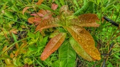 Enlarge photo 50