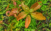 Enlarge photo 51