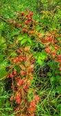 Enlarge photo 52