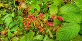 Enlarge photo 53