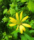 Enlarge photo 57