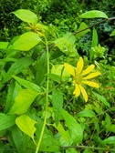 Enlarge photo 62