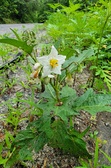 Enlarge photo 77