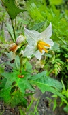 Enlarge photo 78