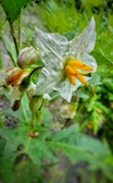 Enlarge photo 79