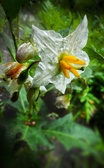 Enlarge photo 80
