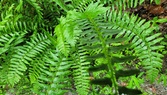 Enlarge photo 83