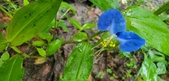 Enlarge photo 74