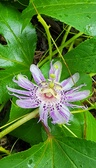 Enlarge photo 88