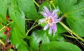 Enlarge photo 94