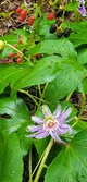 Enlarge photo 93
