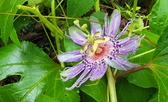 Enlarge photo 92