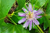 Enlarge photo 91