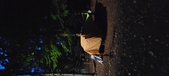 Enlarge photo 61