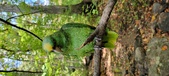 Enlarge photo 82