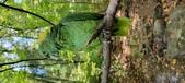 Enlarge photo 85