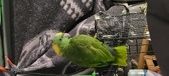 Enlarge photo 115