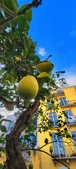 Enlarge photo 64
