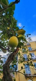 Enlarge photo 63