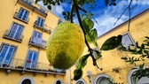Enlarge photo 41