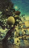 Enlarge photo 68