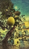 Enlarge photo 62
