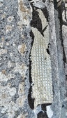 Enlarge photo 37