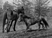 Enlarge photo 44