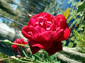 Enlarge photo 20