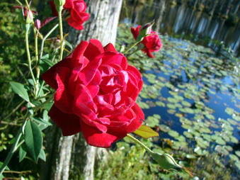Enlarge photo 19