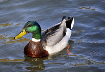 Enlarge photo 33