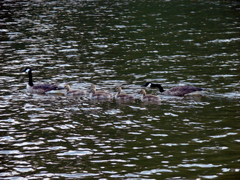 Enlarge photo 136