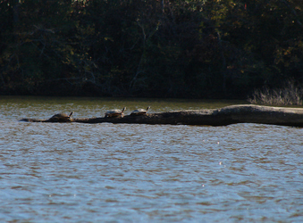 Enlarge photo 148