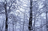 Enlarge photo 35