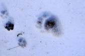 Enlarge photo 33