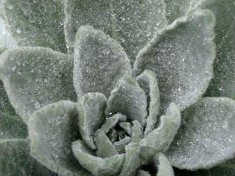 Enlarge photo 62