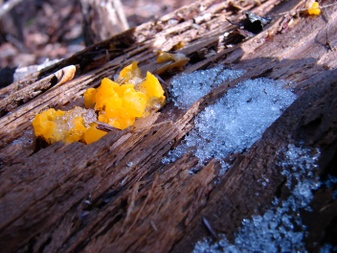 Enlarge photo 52