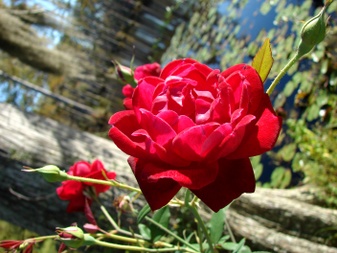 Enlarge photo 6
