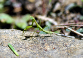 Enlarge photo 2