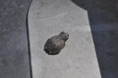 Enlarge photo 219