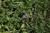 Enlarge photo 225