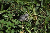 Enlarge photo 227