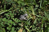 Enlarge photo 230
