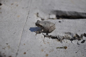 Enlarge photo 237
