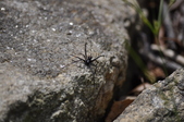 Enlarge photo 37
