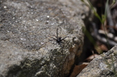 Enlarge photo 38
