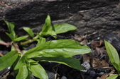 Enlarge photo 45